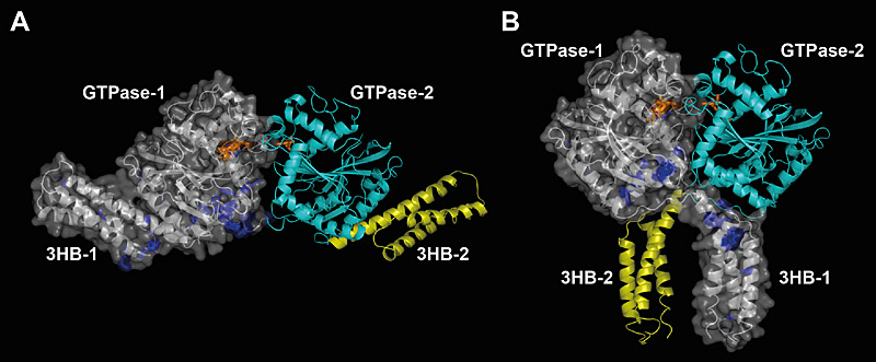 Figure 2: Structures of the cytosolic domain of human ATL1...